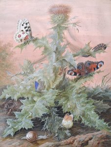 Devedikeni Çevresindeki Böcekler, 1700